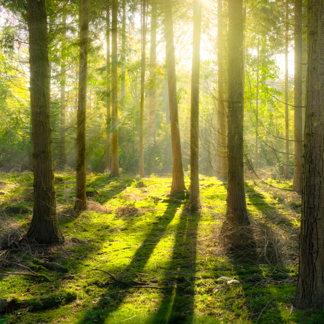 Group of Trees