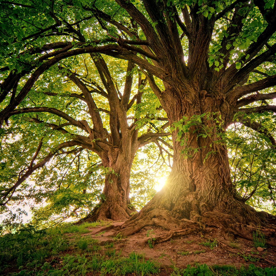 Old trees